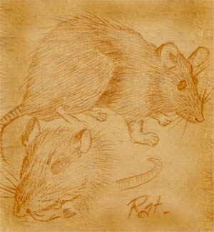 Rat